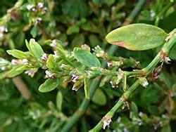 UK Wildflowers - Polygonaceae