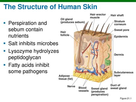 PPT - Structure and Function of the Skin PowerPoint Presentation, free ...