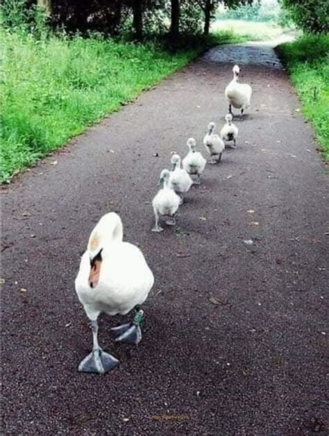 The two swan brothers and their five disciples : r/Bossfight