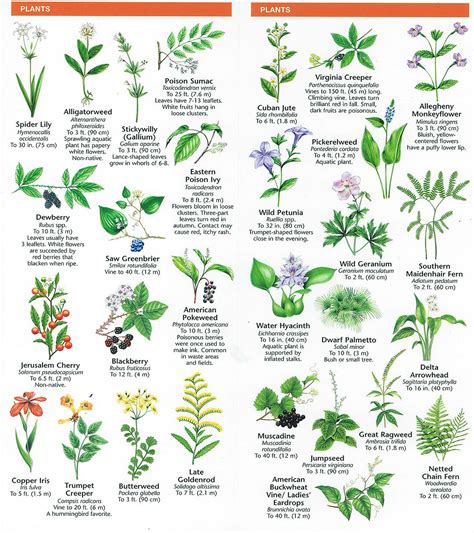 Species Identification – Woodlands Conservancy