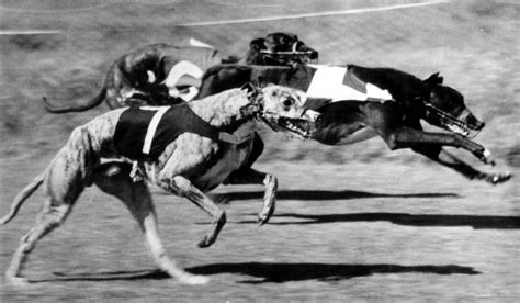 Half Your Luck – History of Greyhound Racing in Australia