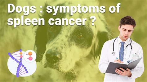 What are the symptoms of spleen cancer in dogs ? - Utidings