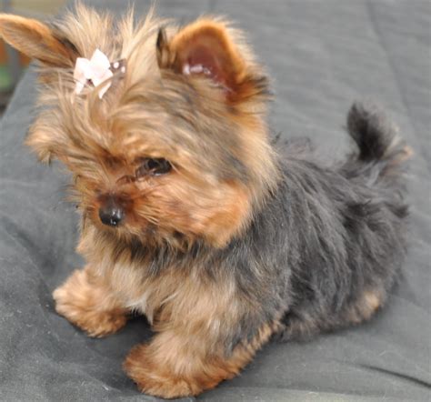 courtashyorkies Tiny T-cup yorkie pup 3 1/2 months... #yorkshireterrier ...