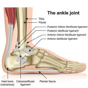 Muscles in the Ankle - JOI Jacksonville Orthopaedic Institute