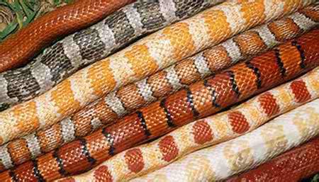 Purchasing Your Corn Snake - Corn Snake