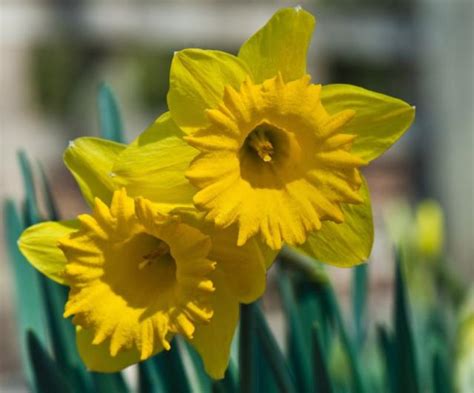 Close up pictures of beautiful daffodils in bright yellow.JPG Hi-Res ...