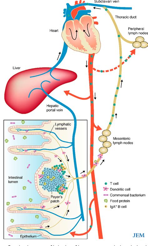 [PDF] Mesenteric lymph nodes at the center of immune anatomy | Semantic ...