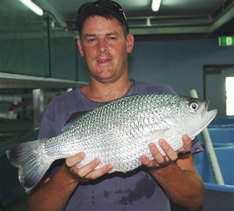 Jungle perch breeding breakthrough - Fishing World Australia