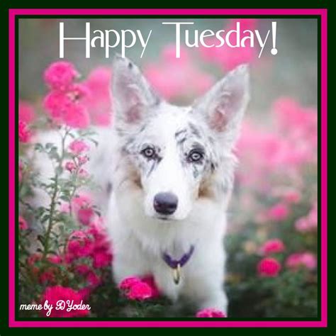 Happy Tuesday! Dog in flowers | Dogs, Happy tuesday, Animals