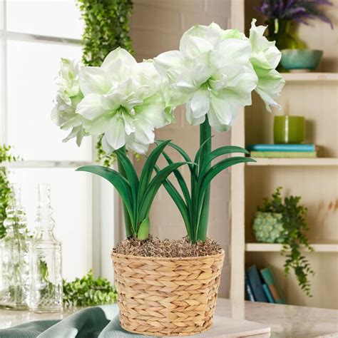 Breck's White Amaryllis House Plant in 1-Pack Pot in the House Plants ...