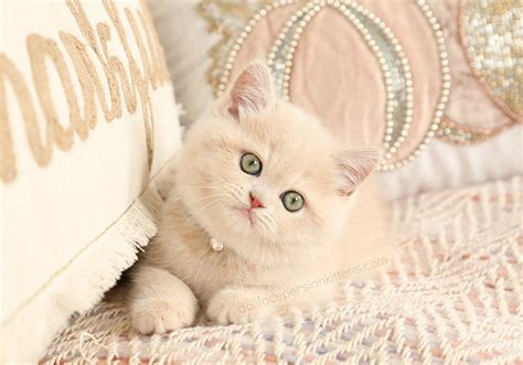 Exotic Shorthair Persian Kittens - The Lazy Man's PersianPersian ...