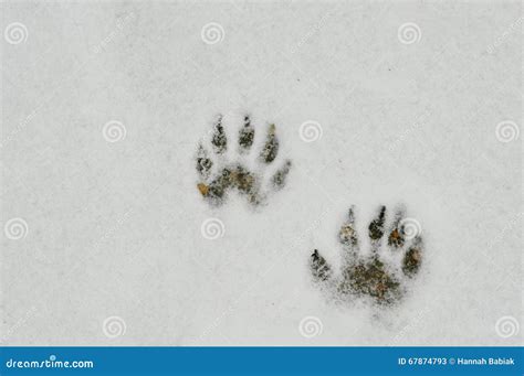 Raccoon Footprints In The Snow Stock Photo - Image: 67874793