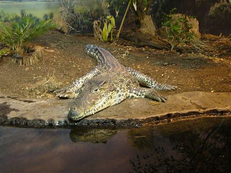 The Online Zoo - Cuban Crocodile