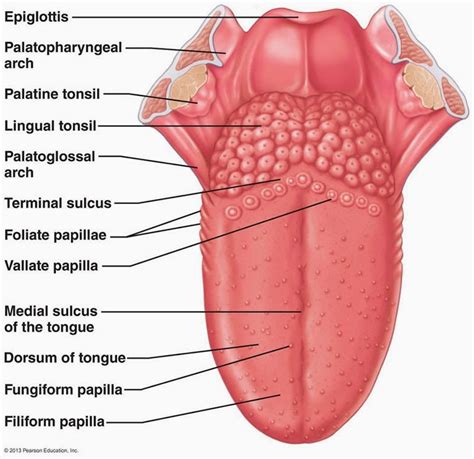 Human Tongue Diagram images