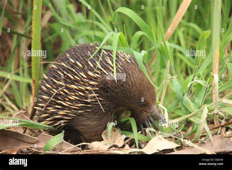 Echidna, spiny anteater, Tachyglossidae, Australia, egg-laying mammal ...