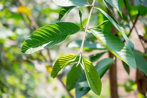 Guava Leaves: Description, Flavor, Benefits, And Uses - Gardeners' Magazine