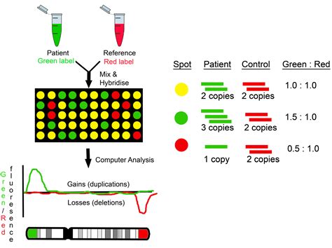 JCM | Free Full-Text | Microarray Technology for the Diagnosis of Fetal ...