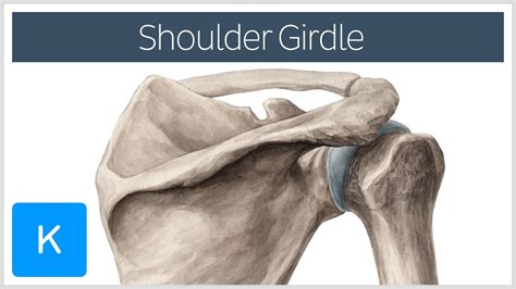 Pectoral Girdle