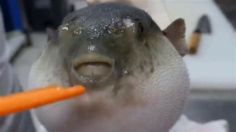 Puffer Fish Eats Carrot V2.0 - YouTube