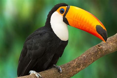 A Toucan’s Bill Is Like an A/C Unit