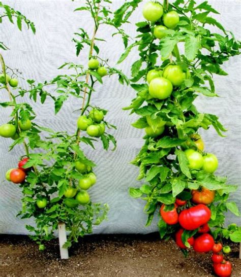 Tomato Pruning - Best Practices - Watters Garden Center