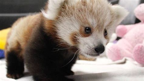 Twin Red Panda Cubs at Lincoln Children's Zoo | Cute animals, Baby ...