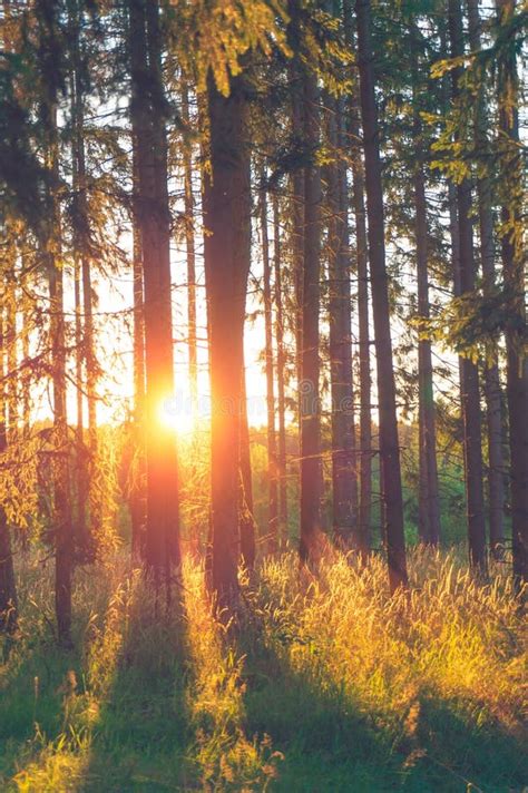 Forest with sun rays stock photo. Image of peaceful - 101717576