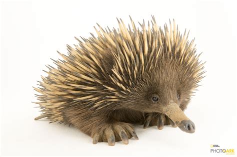 4 incredible echidna facts that will leave you speechless – Artofit