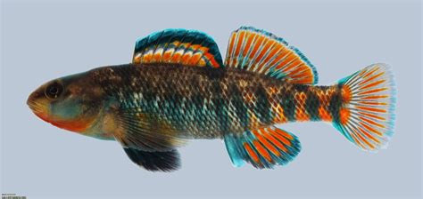 Image result for rainbow darter | Fish pet, Species, Image