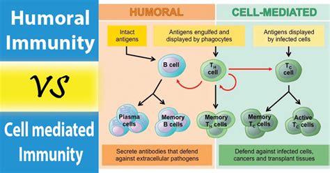 Humoral Immunity