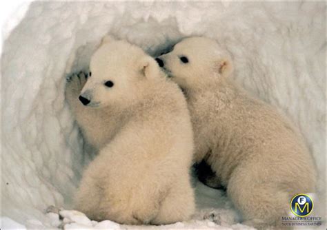 How Much Do Polar Bears Weigh At Birth - dina-karry