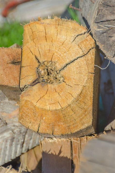 Fire wood and storage shed stock image. Image of stacked - 117525663