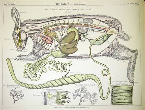 Anatomy Of The Rabbit - Anatomical Charts & Posters