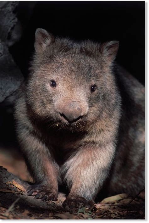 Wombat attack leaves woman with horrific bite in Canberra, Australia ...