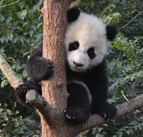 7 month old Giant Panda cubs at play | Smithsonian Photo Contest ...