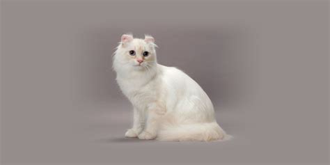 American Curl | International Cat Care