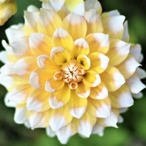 Dahlia Planting Guide – Easy To Grow Bulbs