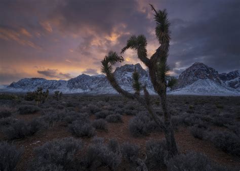 Red Rock Canyon National Conservation Area | David Thompson Photography