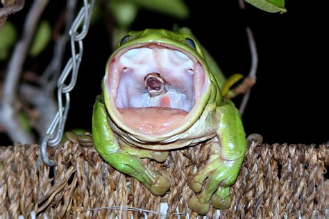 The Story Behind the Frog Swallowing the Snake Photo