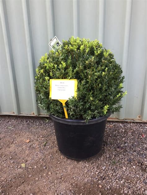 Buxus sempervirens English Box Topiary - Nishiki Nursery