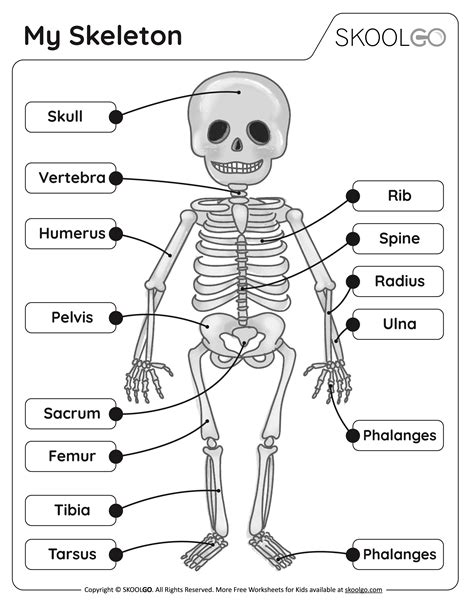 Skeleton Bones For Kids