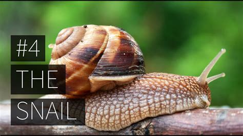 Interesting Facts About The Snail - YouTube