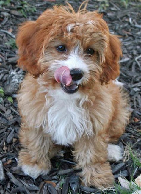 Poodle Beagle Mix http://t.co/HIPVzkAVuA http://t.co/2vxYx… | Flickr