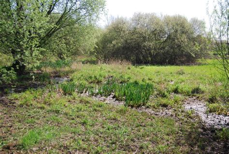 Marshy area, South Norwood Country park © N Chadwick :: Geograph ...