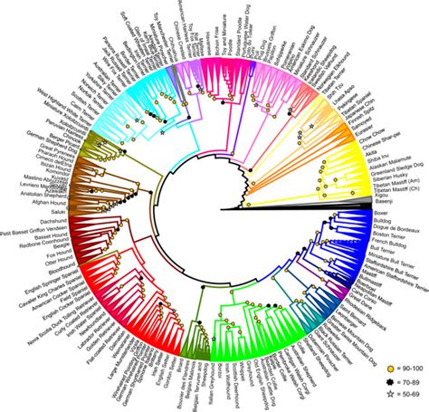 Where did your dog come from? New tree of breeds may hold the answer ...