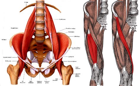 Hip Flexor Treatment in Newcastle | Your Trusted Physio