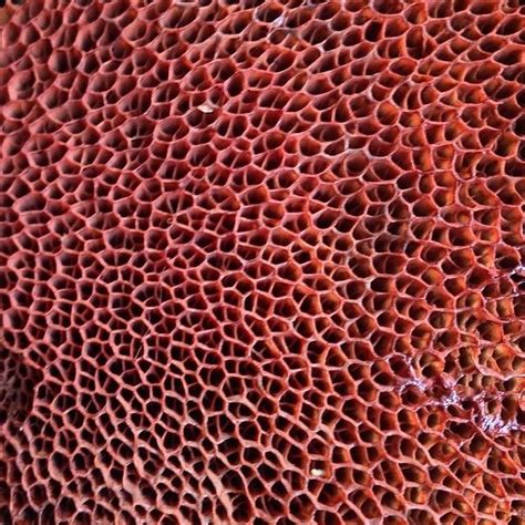 Create meme "trypophobia corals, skin trypophobia, trypophobia toad ...