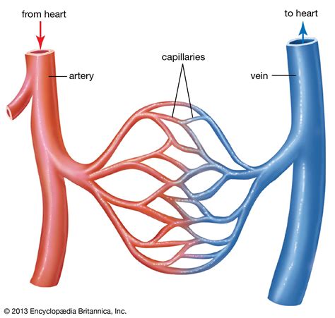 Blood vessel | Definition, Anatomy, Function, & Types | Britannica