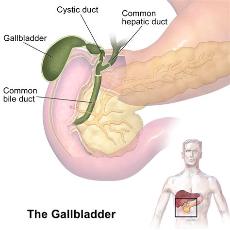 Gallbladder - Wikipedia