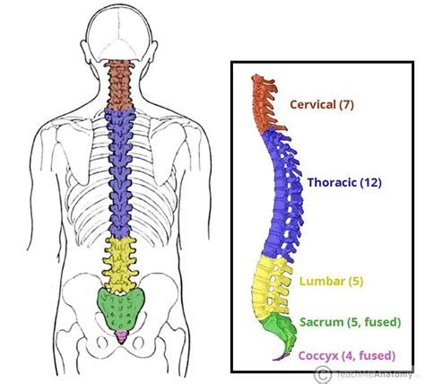 Thoracic vertebrae diagram